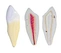 Human canine tooth model